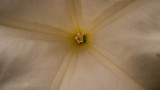Last dinner of the month at Browns find lovely macros of flowers that