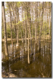 Just outside Fryeburg, theres a lovely swamps! Can swamps be lovely? YES!