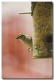 ...capture a lowly Chipping Sparrow.