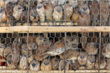 Caged sparrows-Sisowath Quay