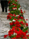 Flowers and pedestrian-Antony