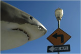 Shark-Fishermans wharf