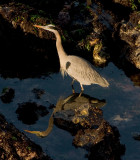 Great Blue Heron in Tide Pools