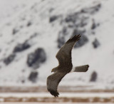 Northern Harrier.jpg