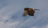 Northern Harrier.jpg