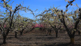 Orchard in Blossom 2