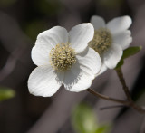 Dogwood