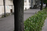 Wild flowers in Vilnius