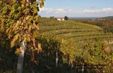 vineyard in Slovenia31.jpg