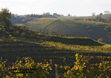 vineyard in Slovenia2