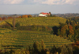 vineyard in Slovenia42.jpg