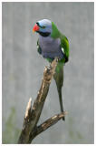 Parrot_Madeira43.jpg