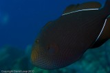 IMG_4964.jpg