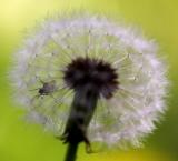 Dandelion with trapped fly
