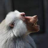 Hamadryas Baboon _DSC0194-03.jpg