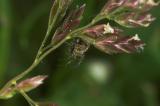 Tiny spider on grass seed head _DSC9679-02.jpg