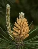 Pine tree flowers _DSC0470 sRGB-01.jpg