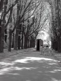 The tree alley (Serralves)
