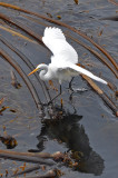 Egret