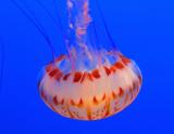 Jellyfish (Monterey Aquarium)