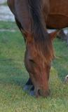 Corolla's Wild Horses