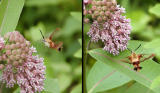 Hummingbird Moth