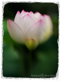 Lensbaby lotus.jpg