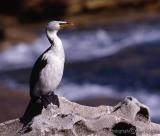 Shag on a rock.jpg