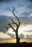 t10s100_Tree in Chavenay, France, Sep 1983.jpg