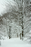Trees Of Snow
