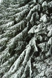 Boughs Of Snow