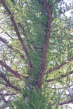Pastel Pine