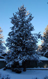 DSC_7890.JPG