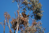 Red Shouldered Hawks Chicks - DSC_8298.JPG