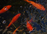 DSC_3582 1024 X 768.JPG