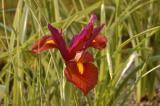 First Iris of Year