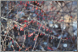 red berries