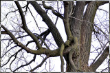 sitting on a branch waiting for spring