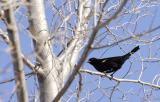 redwing blackbird in spring mood...