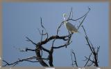 looking for the place to nest