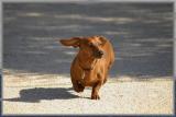 ... walk
