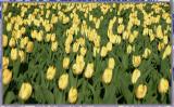 a tulip field