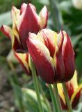 Tulip in Garden