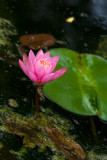 Nenuphar_Water Lily