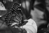 Papillon_Monarque_Butterfly