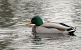 Canard-Colvert / Mallard Duck