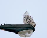 Harfang-des-neiges / Snowy Owl