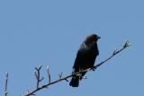 Vacher  tete brune / Brown-Headed Cowbird