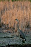 Grand Hron_Great Blue Heron