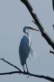 Grande Aigrette